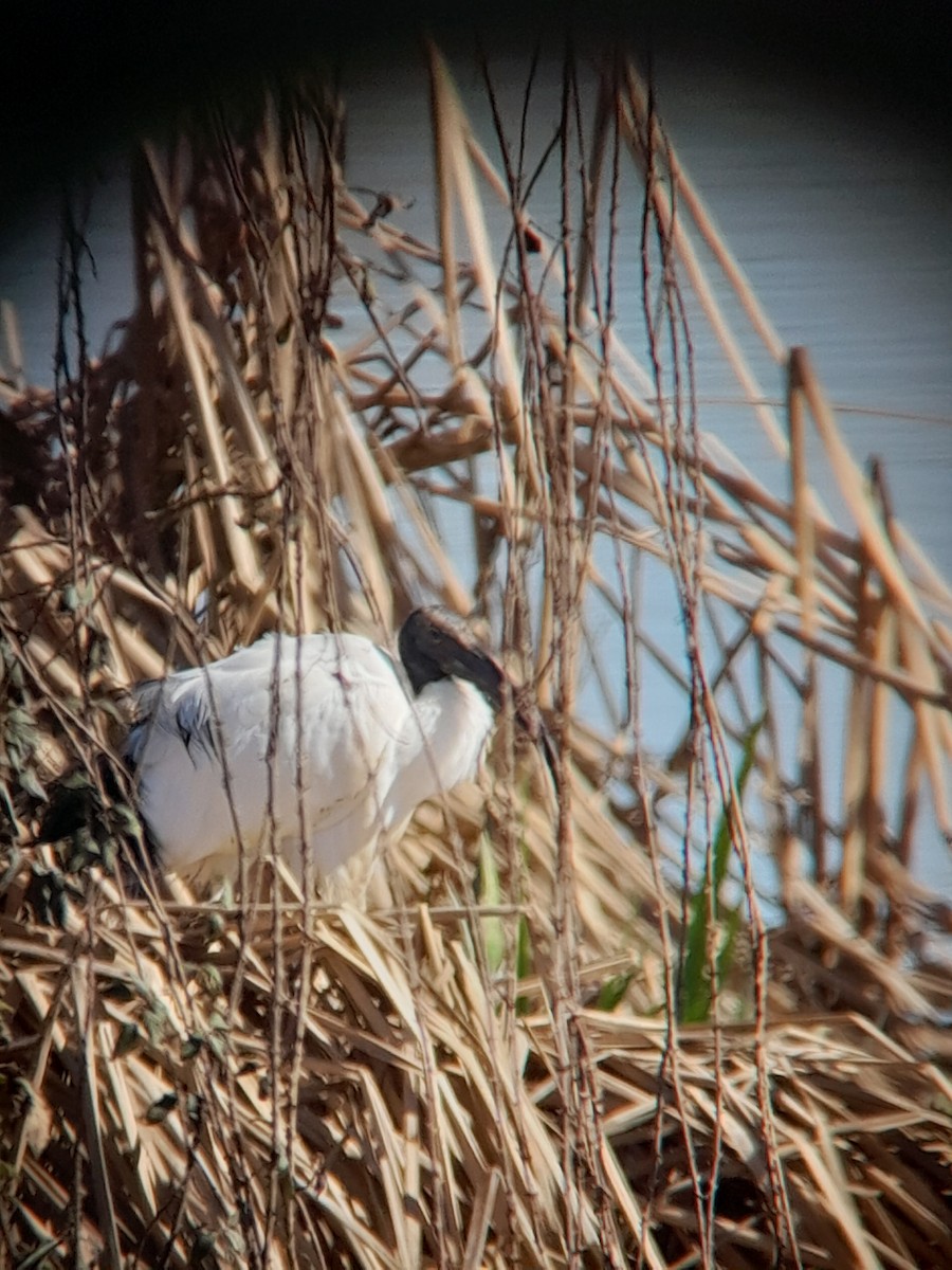 African Sacred Ibis - ML614925684