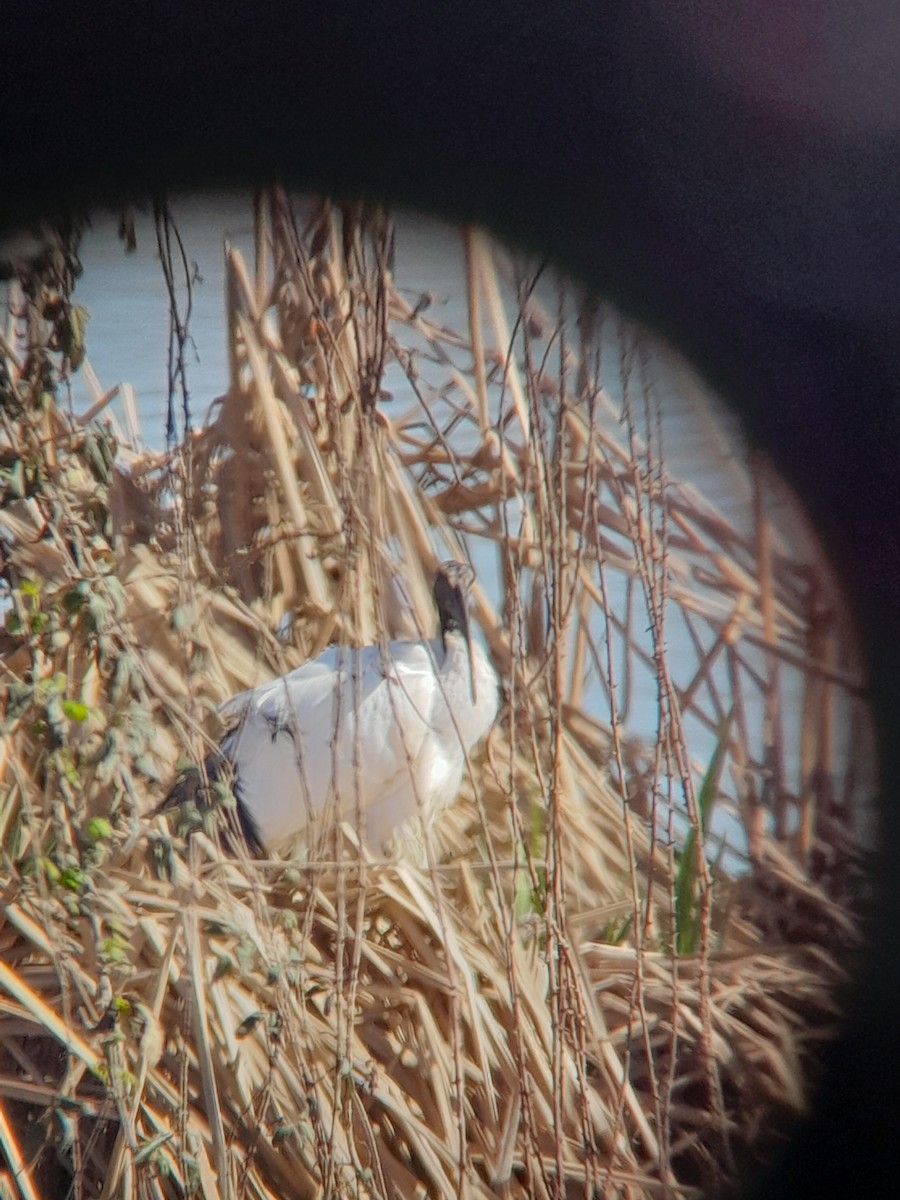 African Sacred Ibis - ML614925685