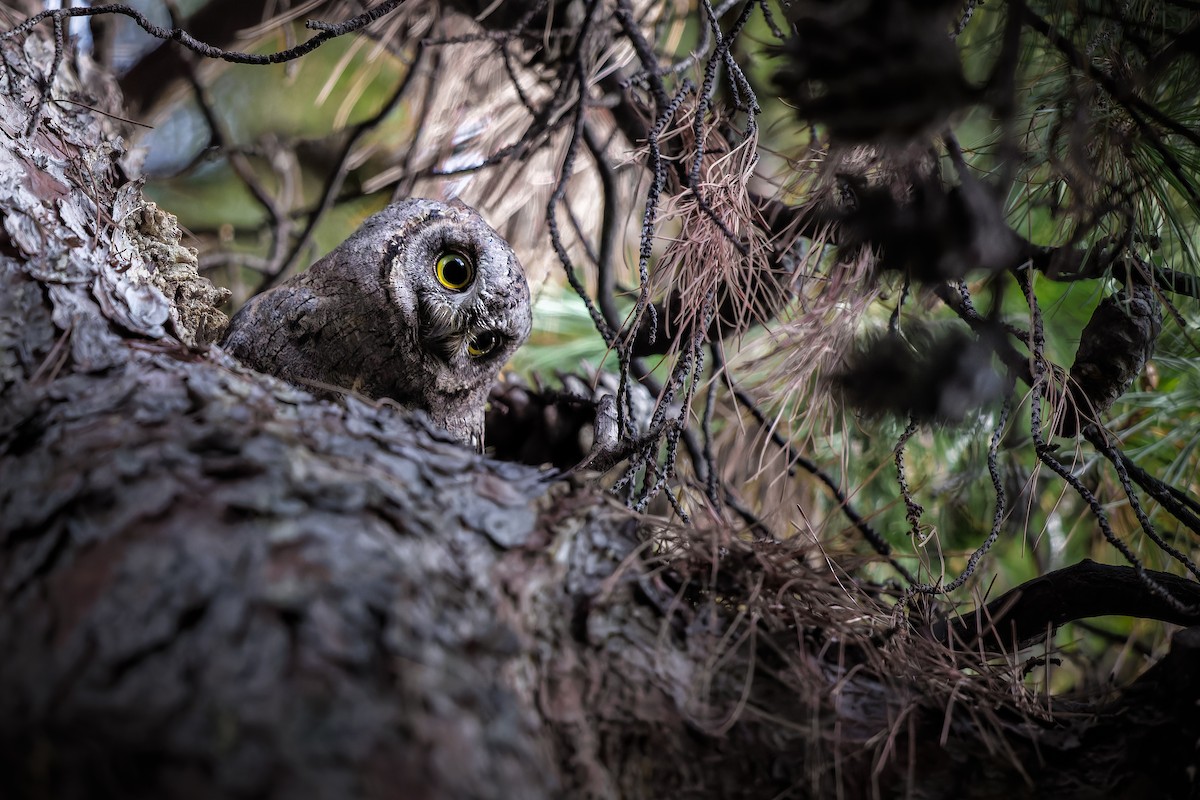 Eurasian Scops-Owl - ML614925769