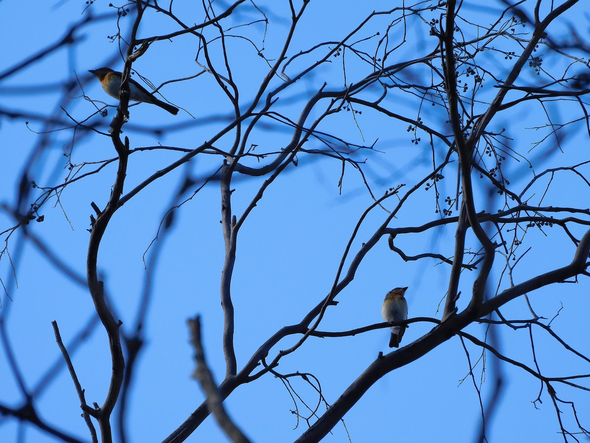 Satin Flycatcher - George Vaughan