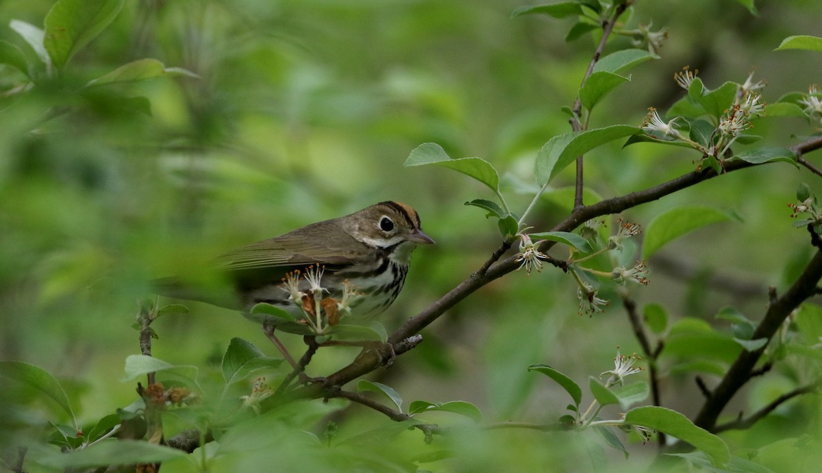 Ovenbird - ML61492581