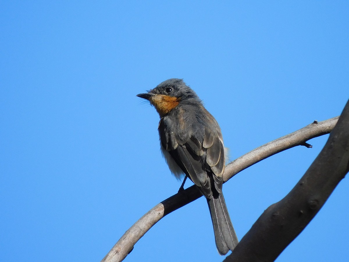 Satin Flycatcher - George Vaughan