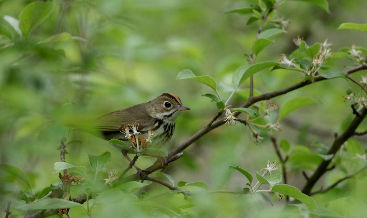 Ovenbird - ML61492591