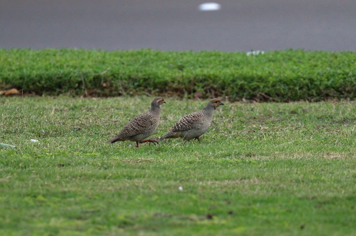 Gray Francolin - Aurélie  Jambon