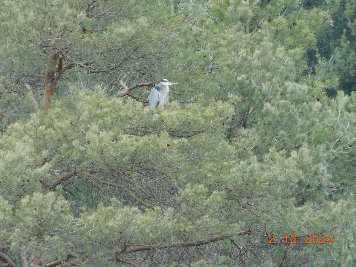 Great Blue Heron - john and Avis keener