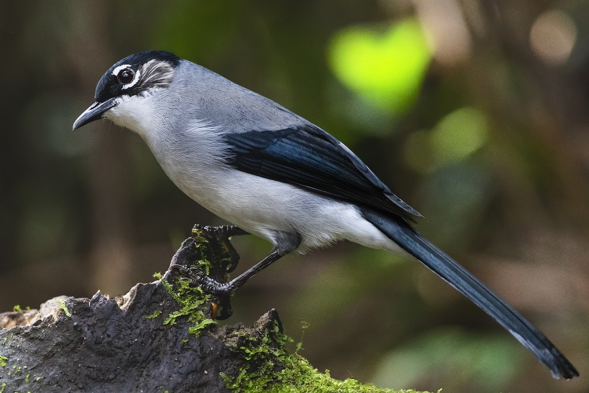 Black-headed Sibia (Lang Bian) - ML614925962