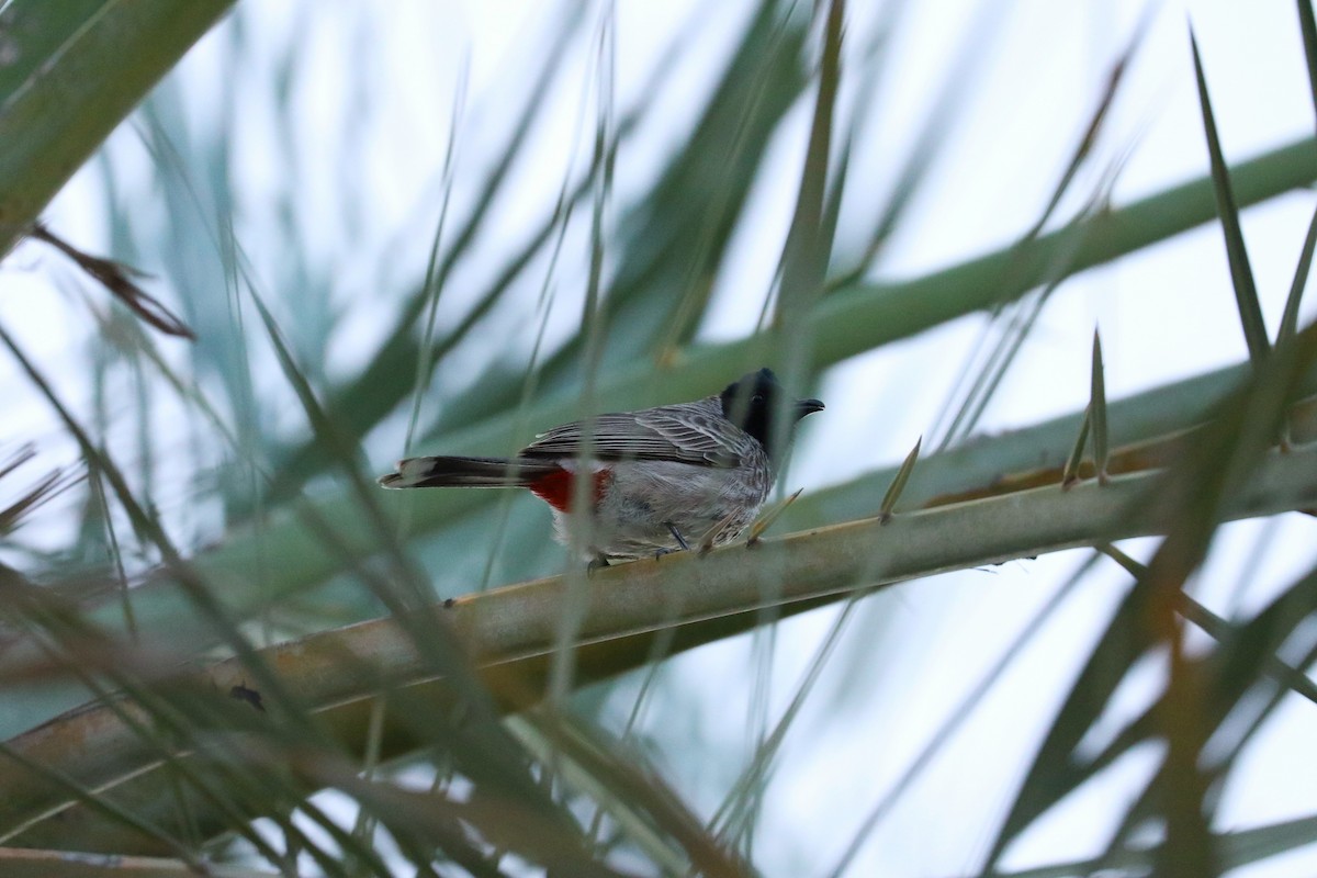 Bulbul à ventre rouge - ML614926114