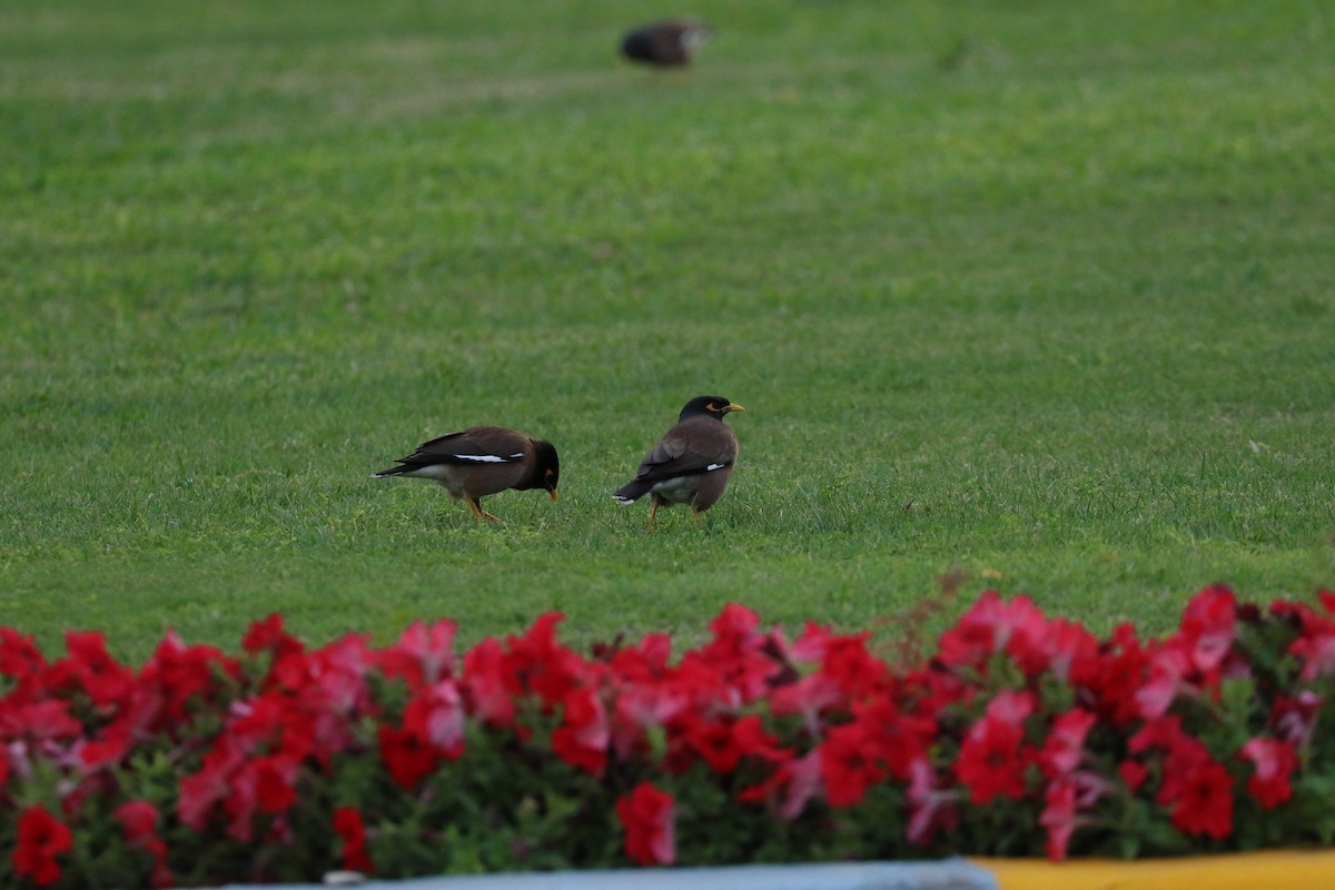 Common Myna - Aurélie  Jambon