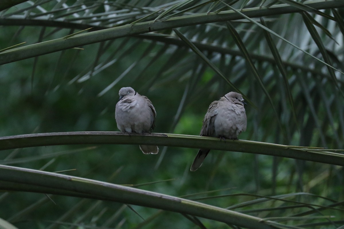 Eurasian Collared-Dove - ML614926179