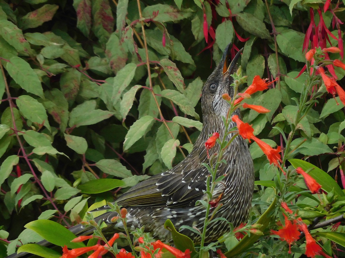 Little Wattlebird - ML614926196