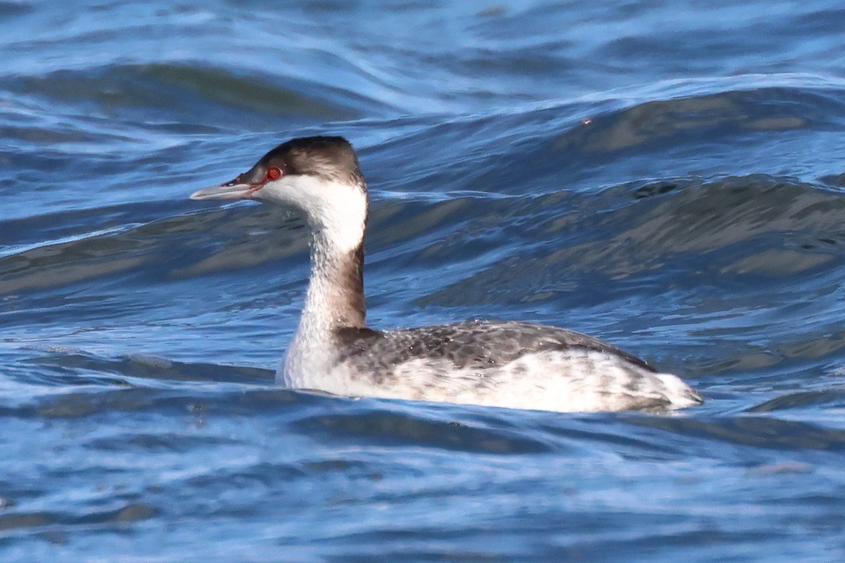 Horned Grebe - ML614926207