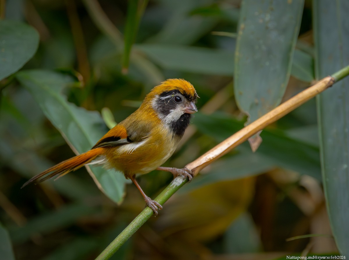 Black-throated Parrotbill (Black-eared) - Nattapong Banhomglin