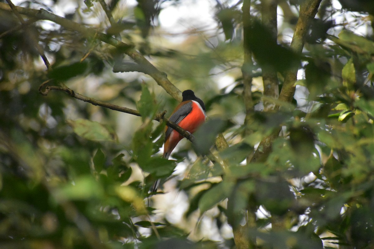 Malabar Trogon - ML614926274