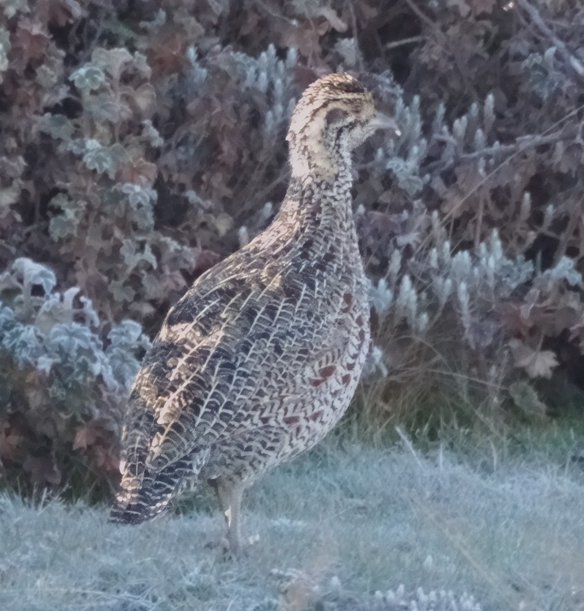 Moorland Francolin - ML614926280