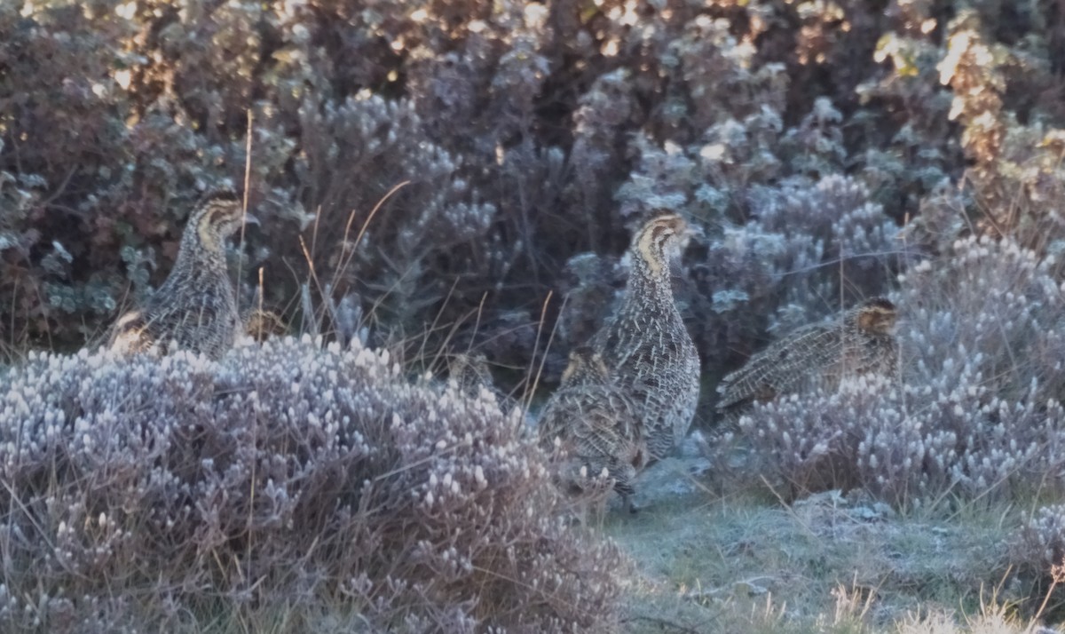 Francolin montagnard - ML614926281