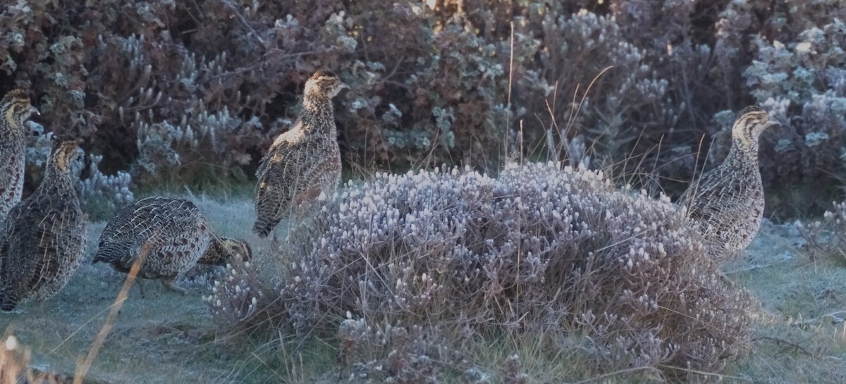 Moorland Francolin - Tracy McLellan