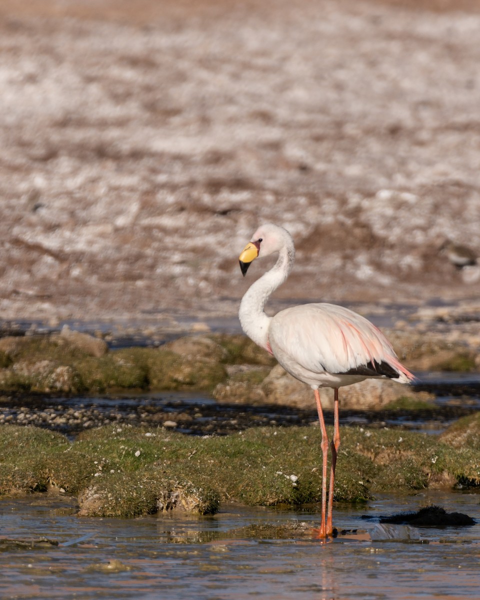 James's Flamingo - ML614926354