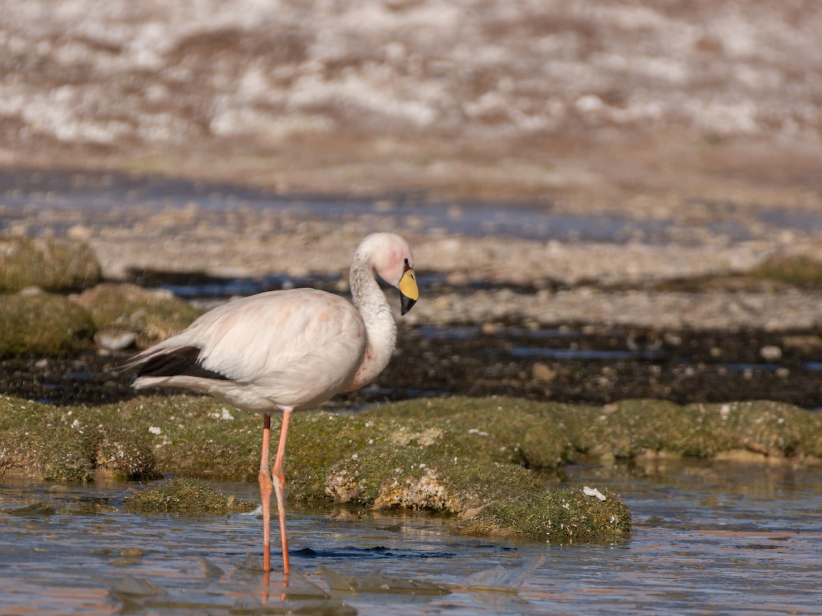 James's Flamingo - ML614926355