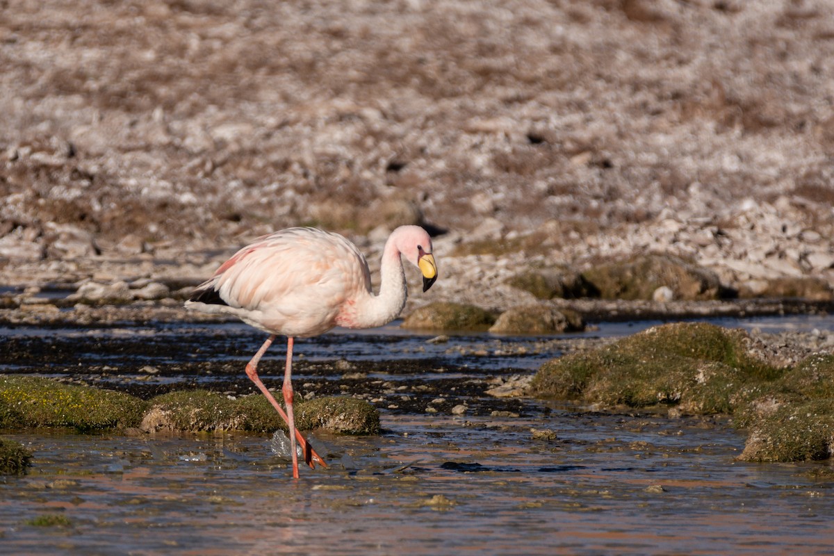 James's Flamingo - ML614926356