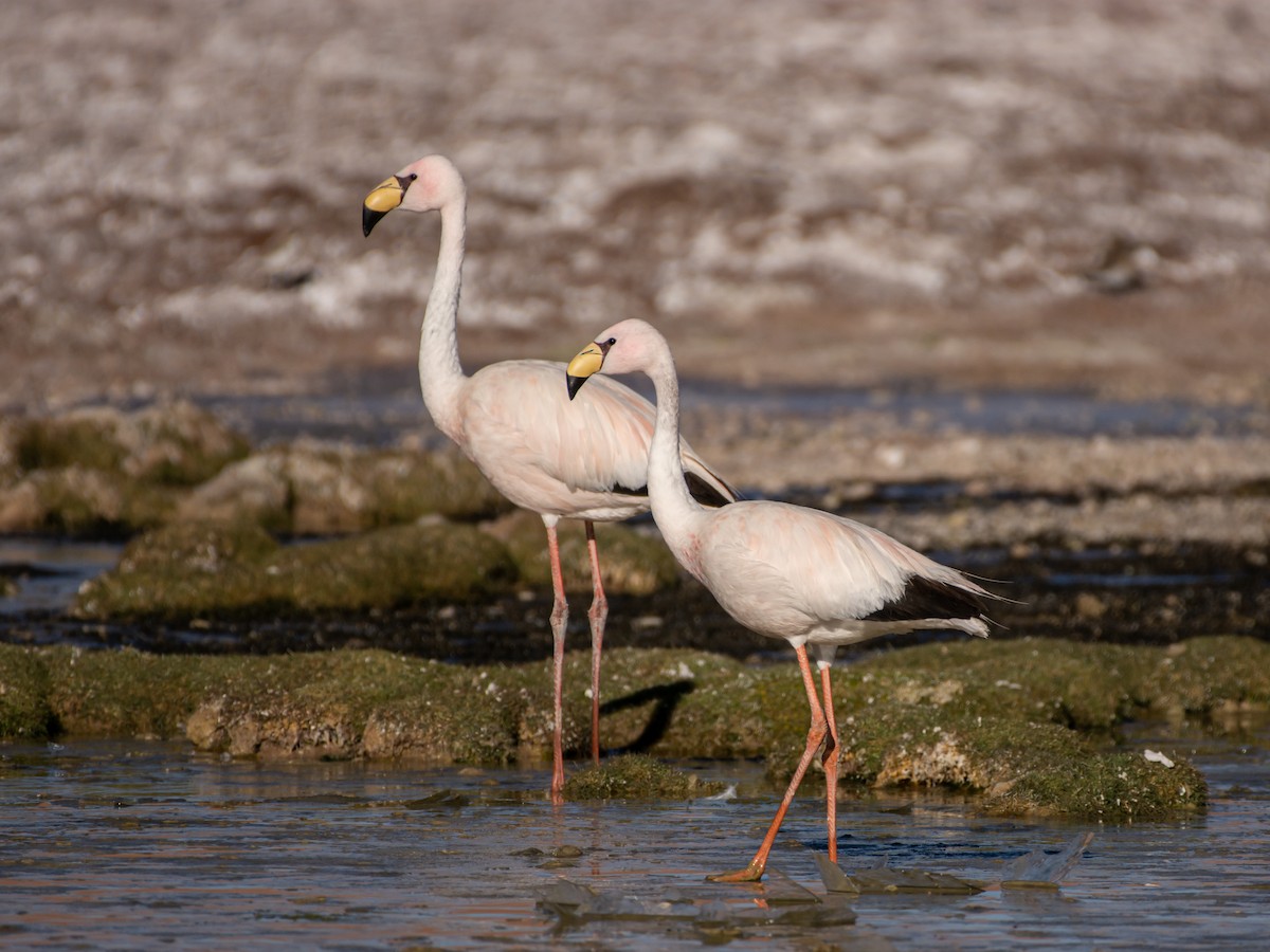 James's Flamingo - ML614926357