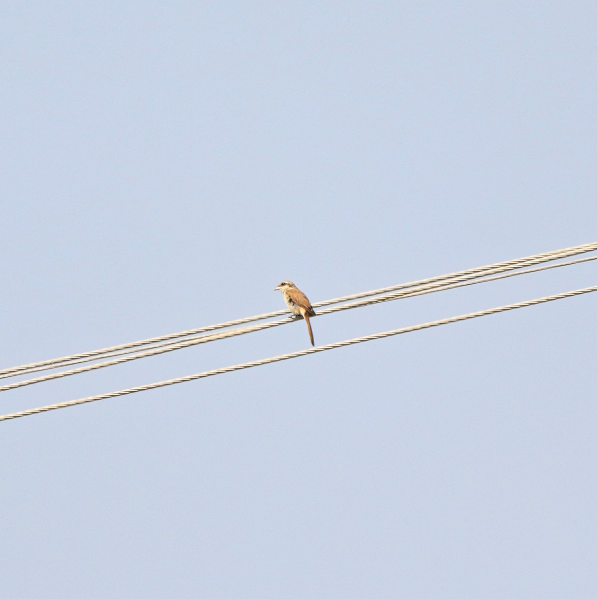 Brown Shrike - Uma Balasubramanian