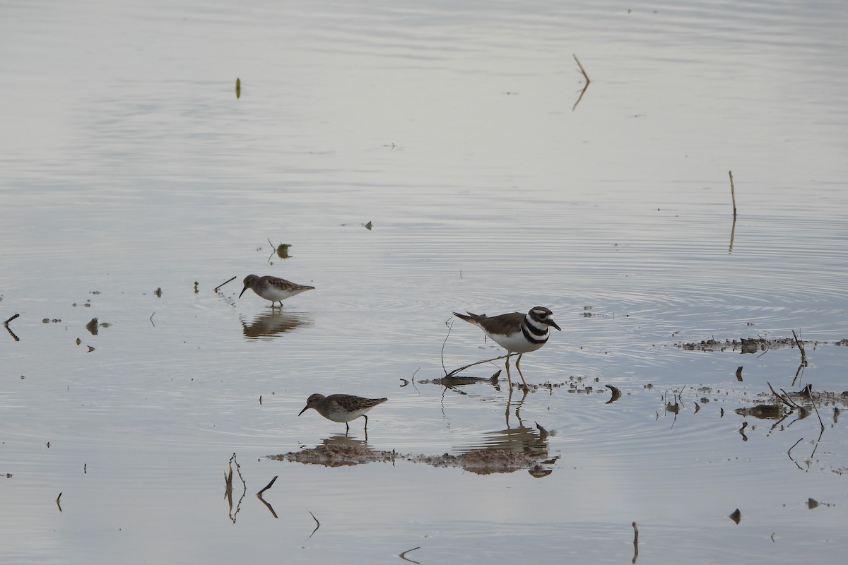 Killdeer - ML614926378