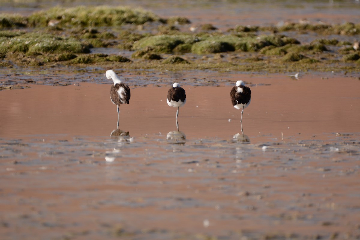 Andean Avocet - ML614926379