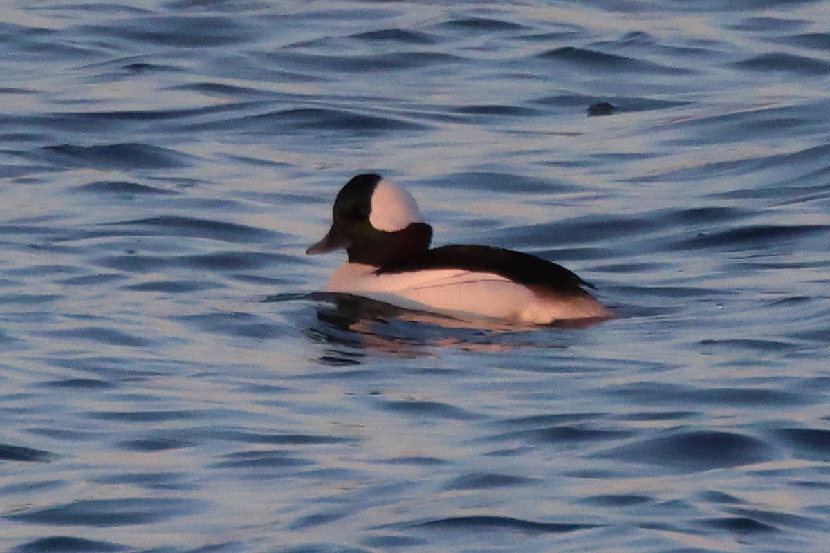 Bufflehead - ML614926391