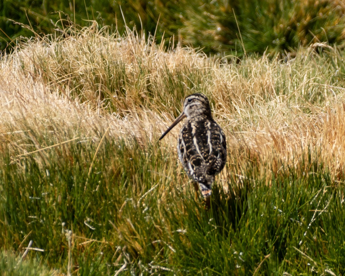 Puna Snipe - ML614926407