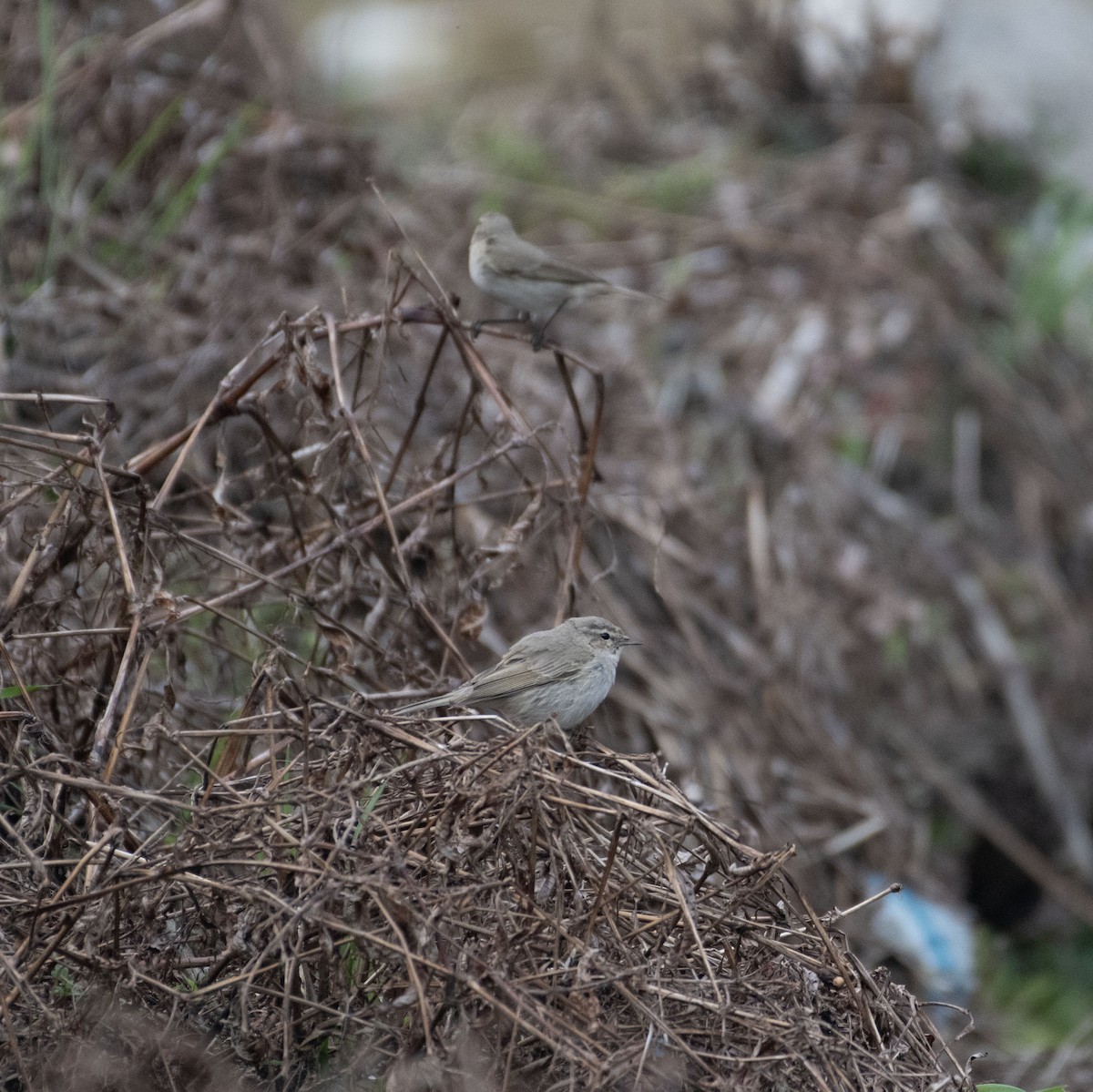 Common Chiffchaff (Siberian) - ML614926429