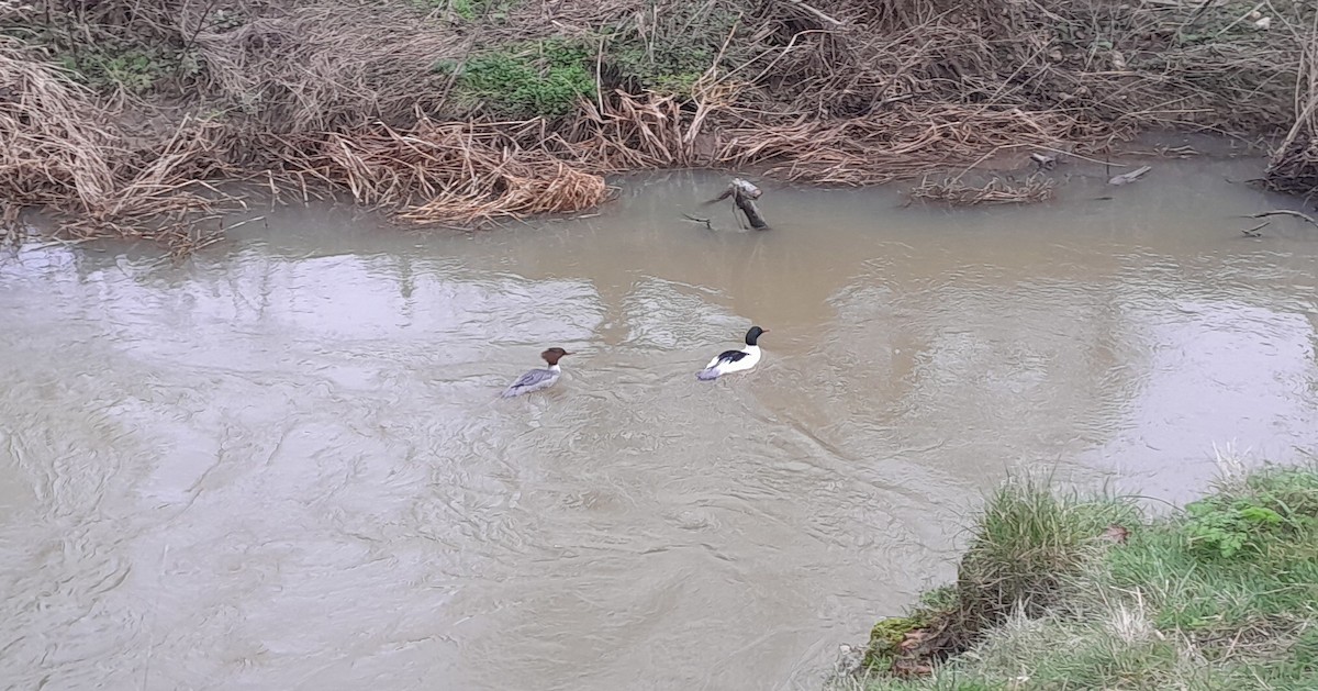 Common Merganser - ML614926430