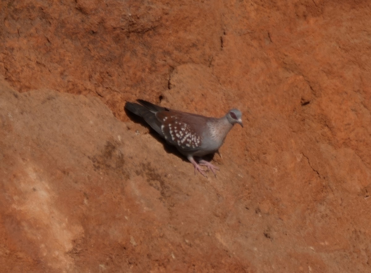 Speckled Pigeon - ML614926437