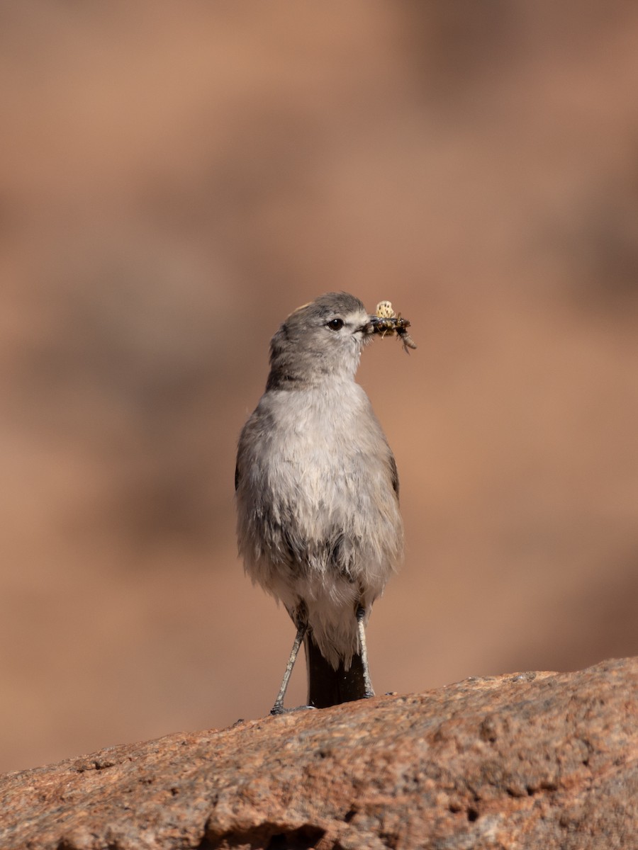 Ochre-naped Ground-Tyrant - ML614926443