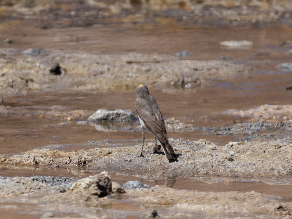 Ochre-naped Ground-Tyrant - ML614926444