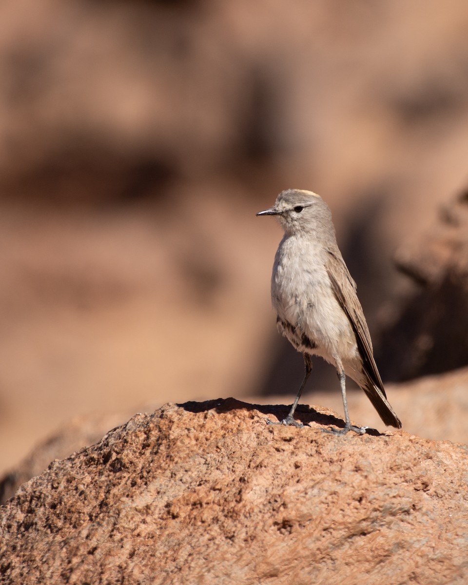 Ochre-naped Ground-Tyrant - ML614926449