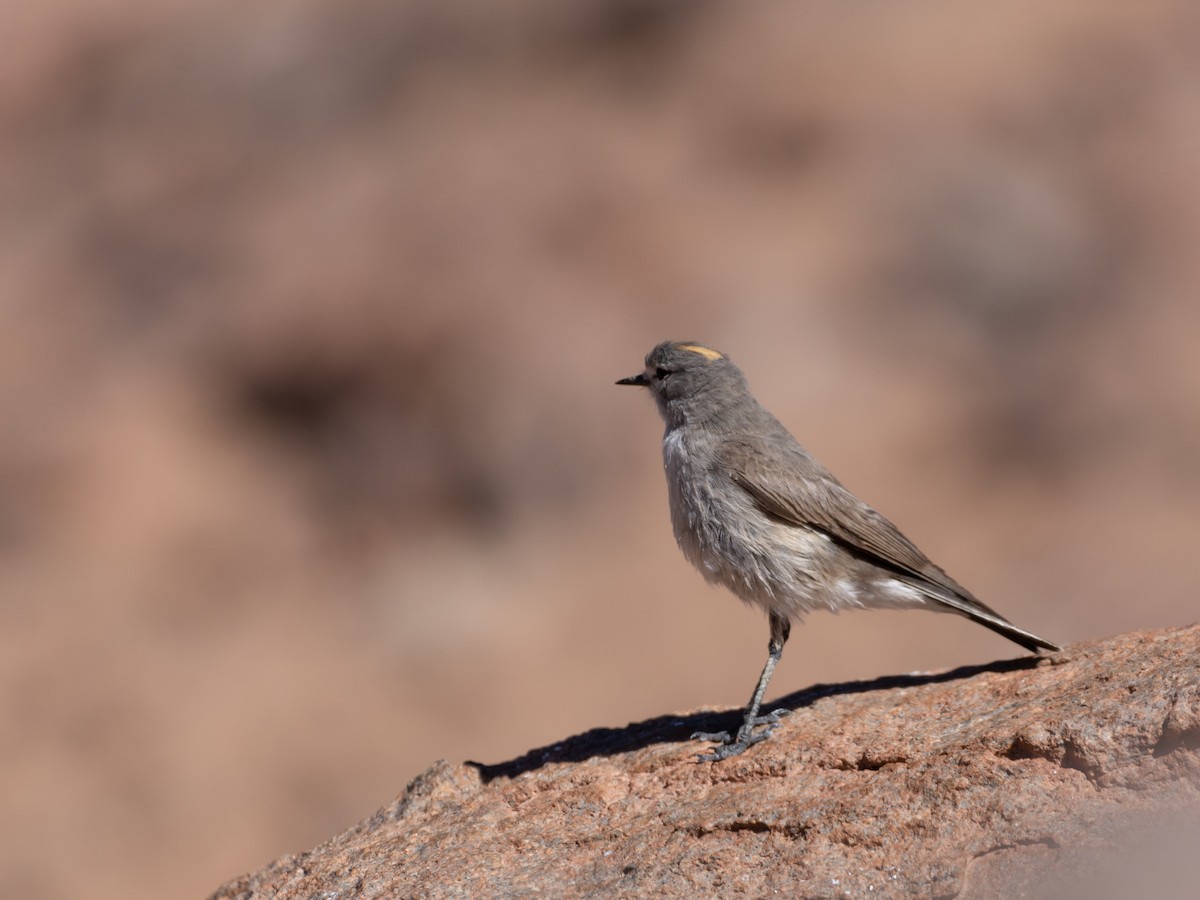 Ochre-naped Ground-Tyrant - ML614926450