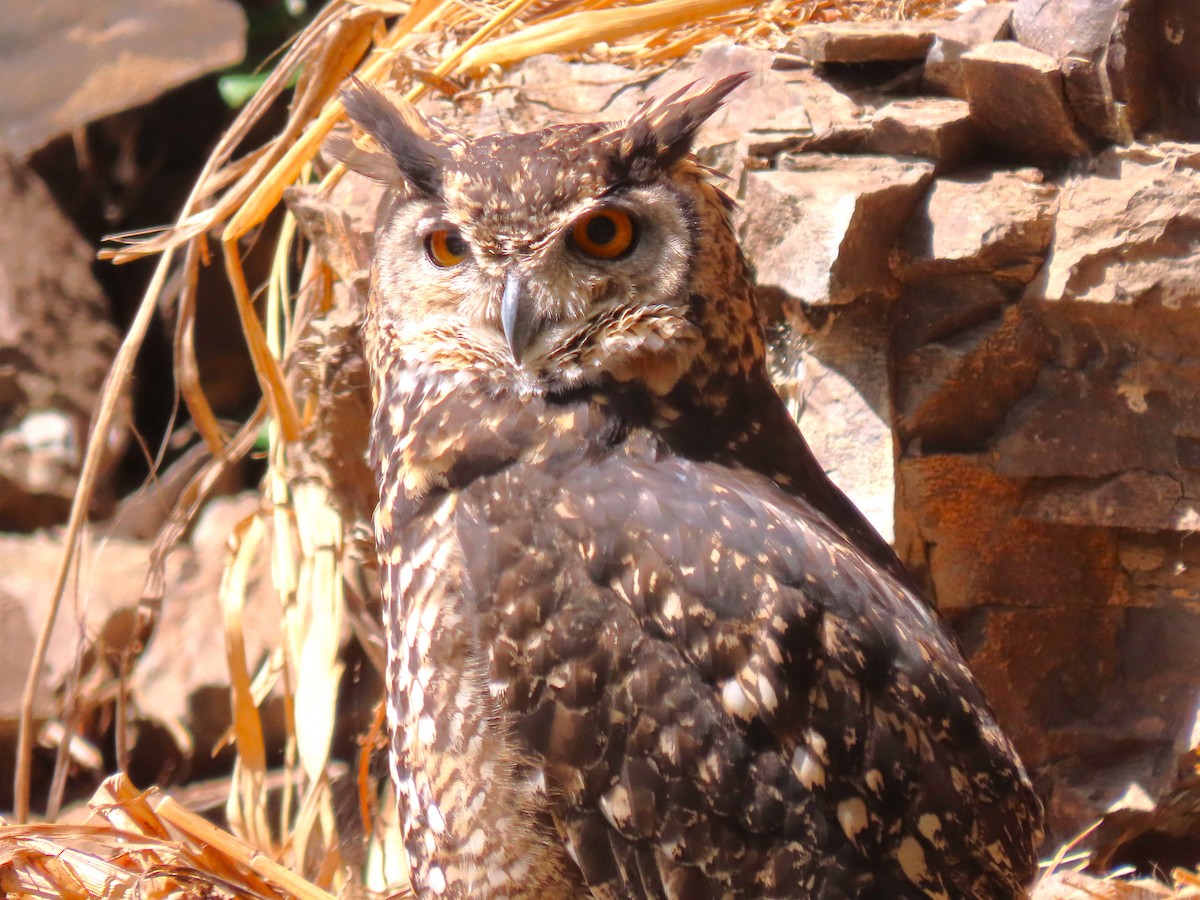 Cape Eagle-Owl - ML614926452