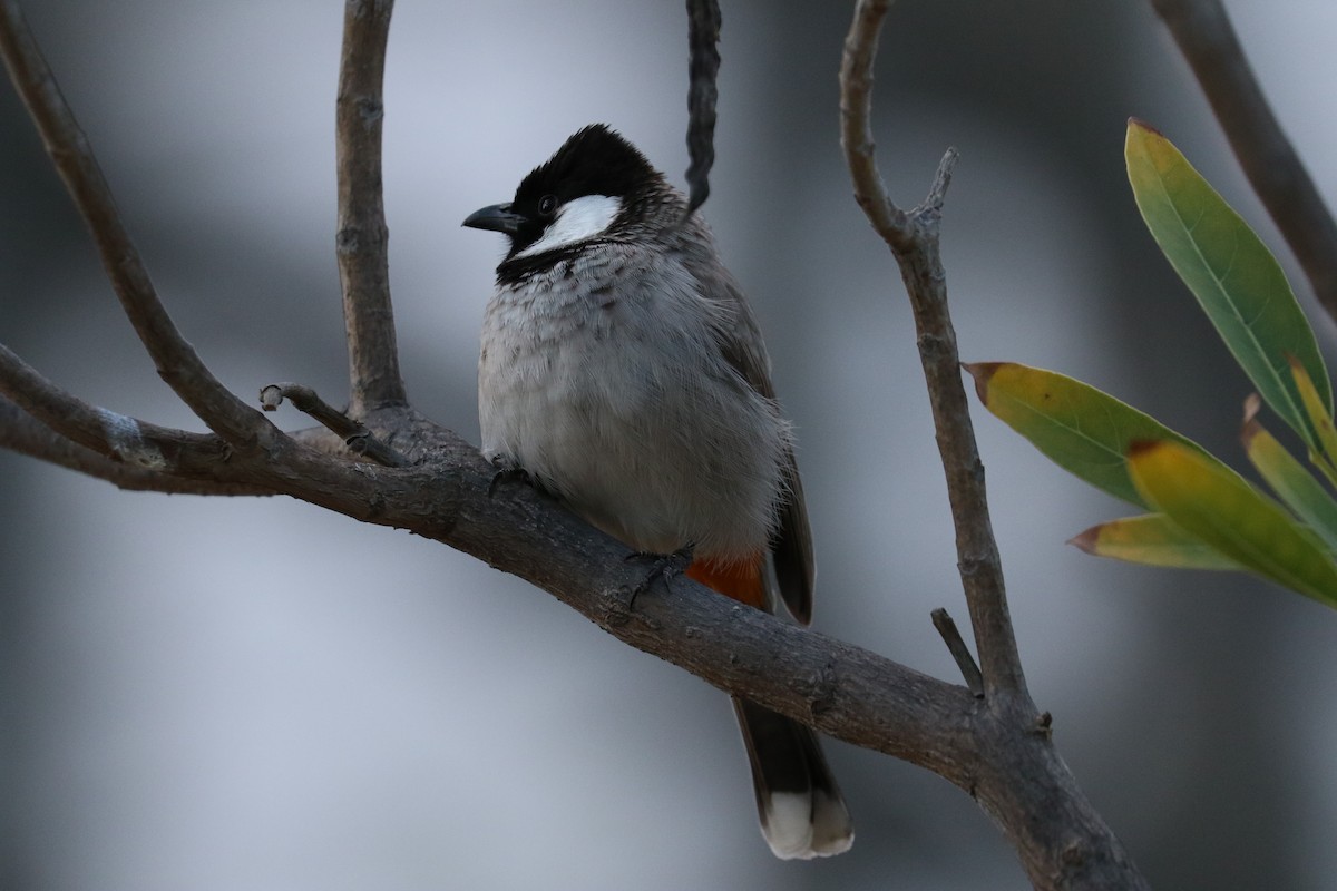 Bulbul Orejiblanco - ML614926472