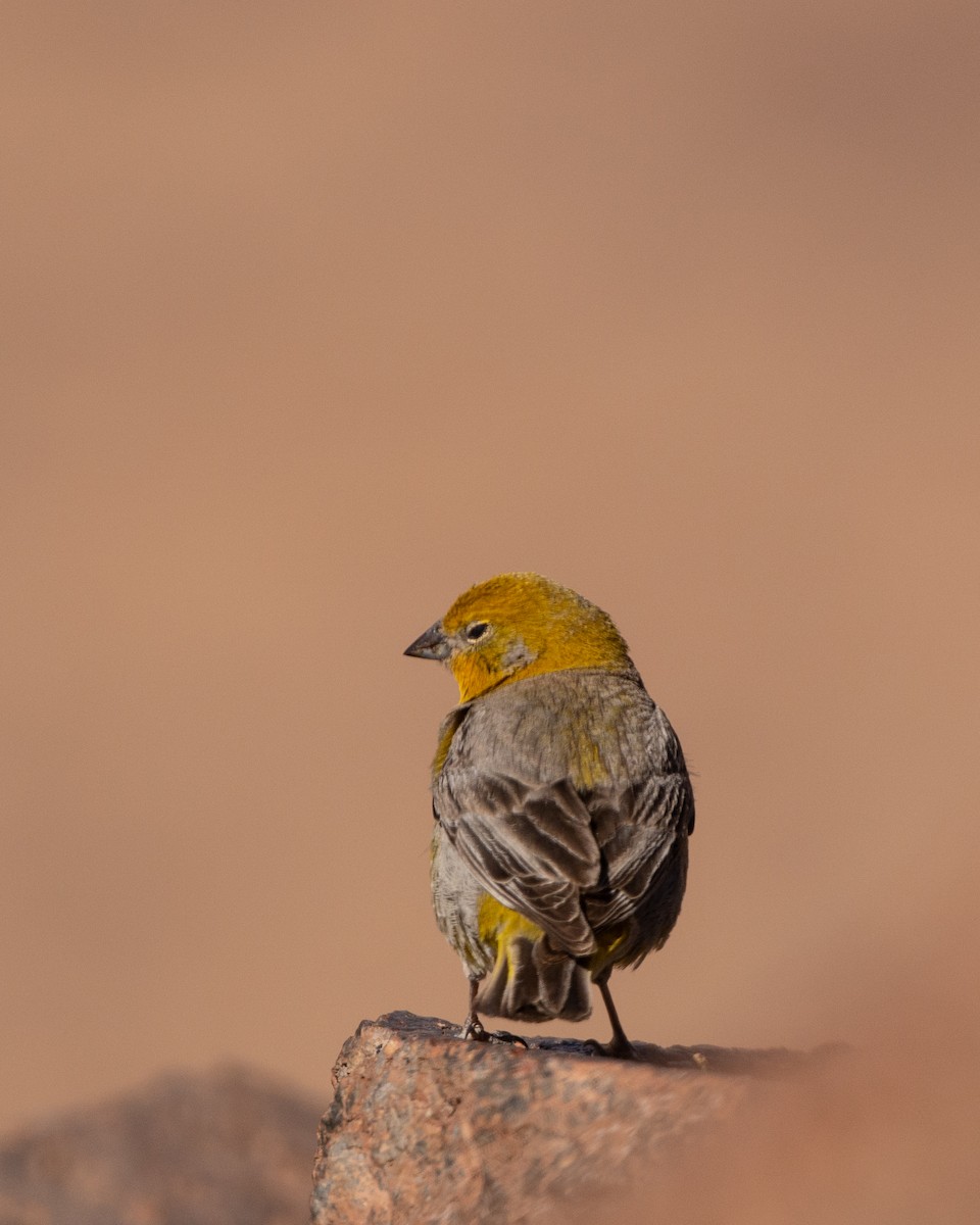 Bright-rumped Yellow-Finch - Jaime Soto