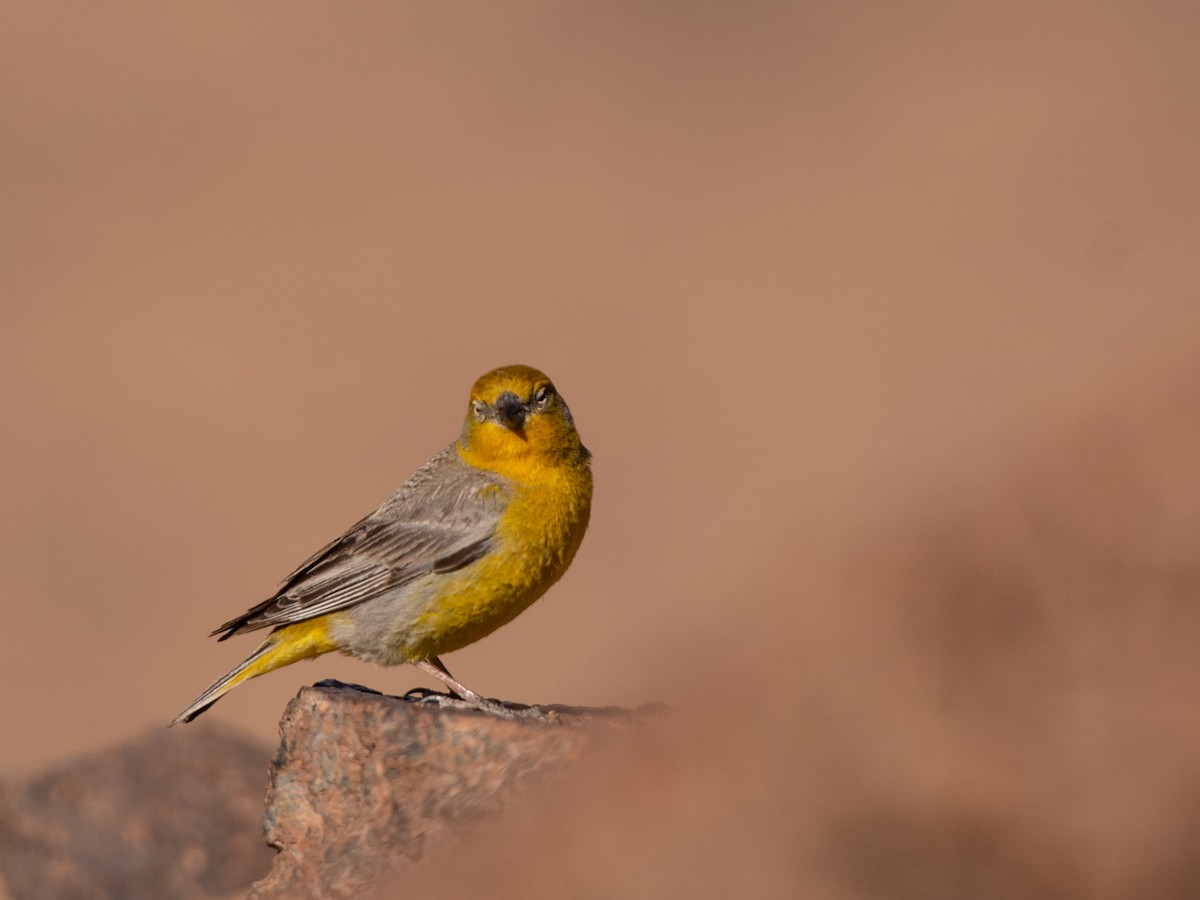 Bright-rumped Yellow-Finch - ML614926492