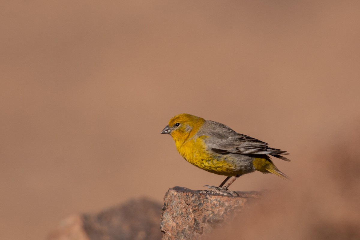 Bright-rumped Yellow-Finch - ML614926493