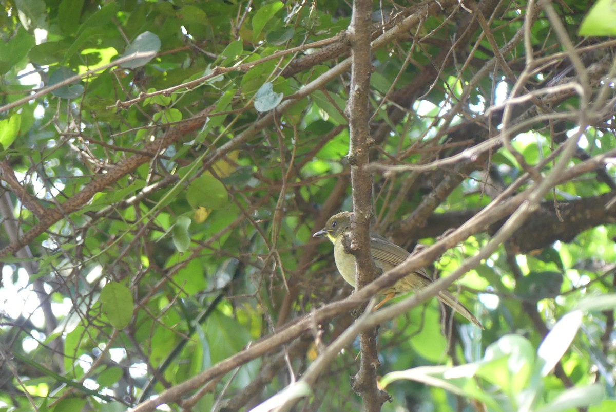 Yellow-whiskered Greenbul - ML614926511