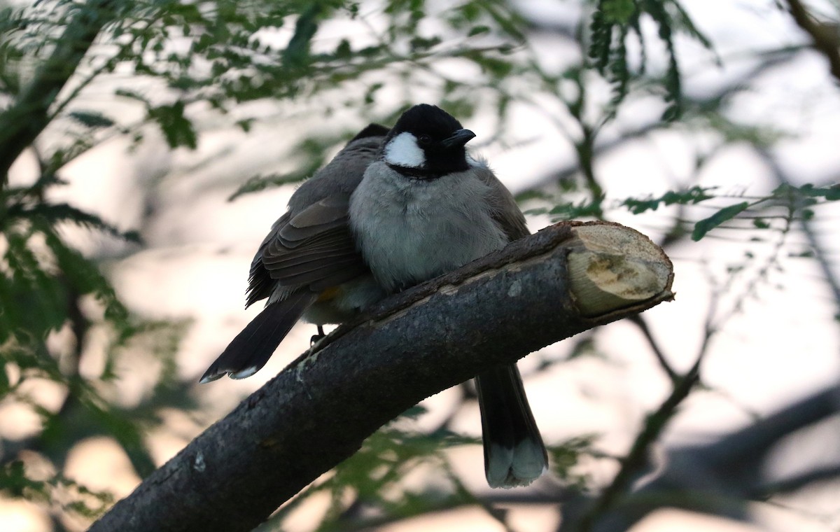 White-eared Bulbul - Aurélie  Jambon