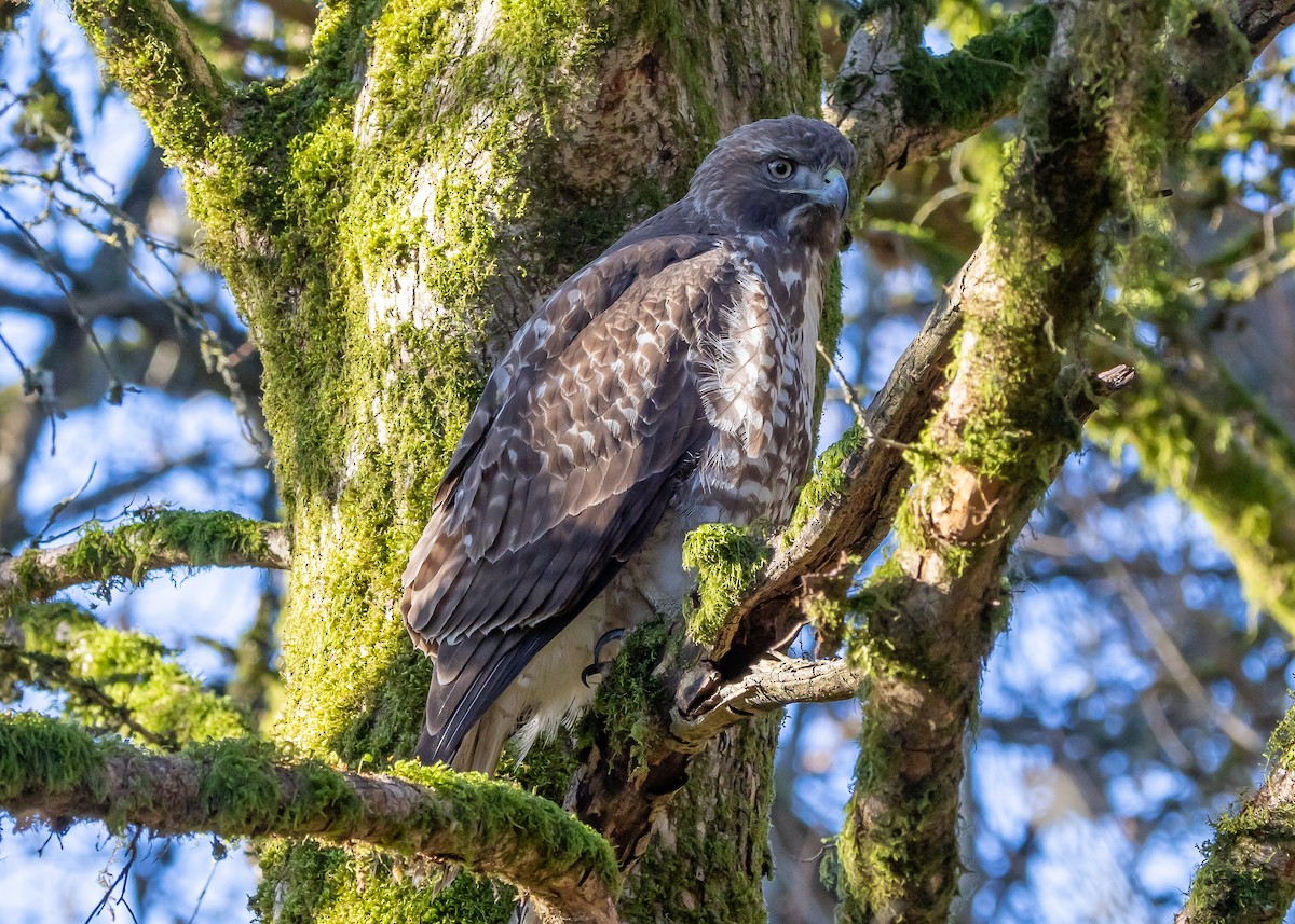 Red-tailed Hawk - Ian Burgess