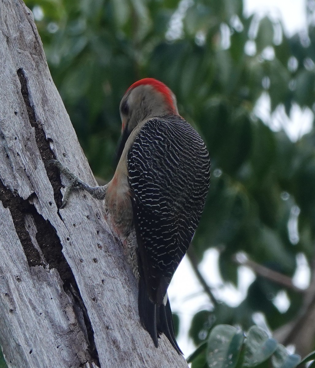 Golden-fronted Woodpecker - ML614926590