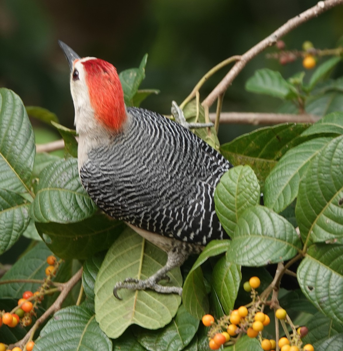 Golden-fronted Woodpecker - ML614926591