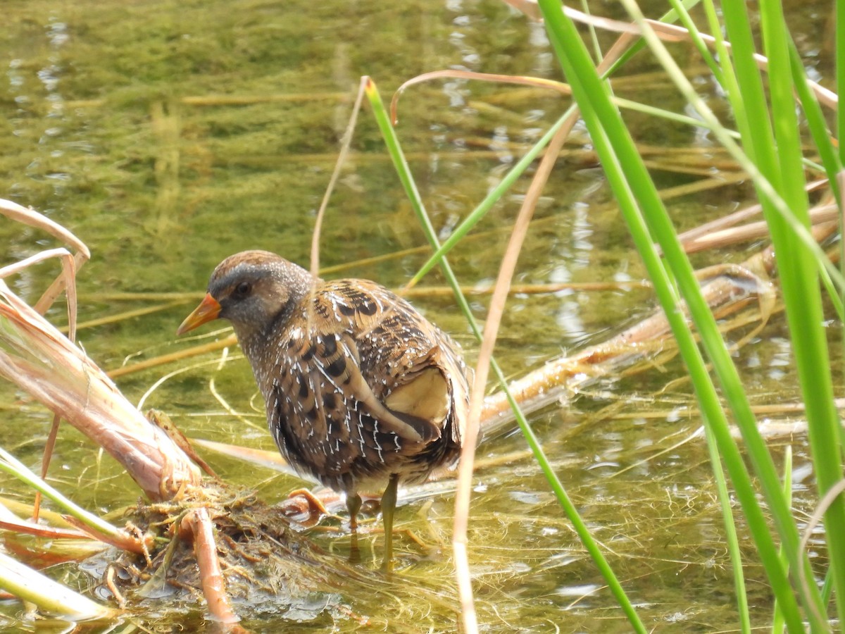 Spotted Crake - ML614926652