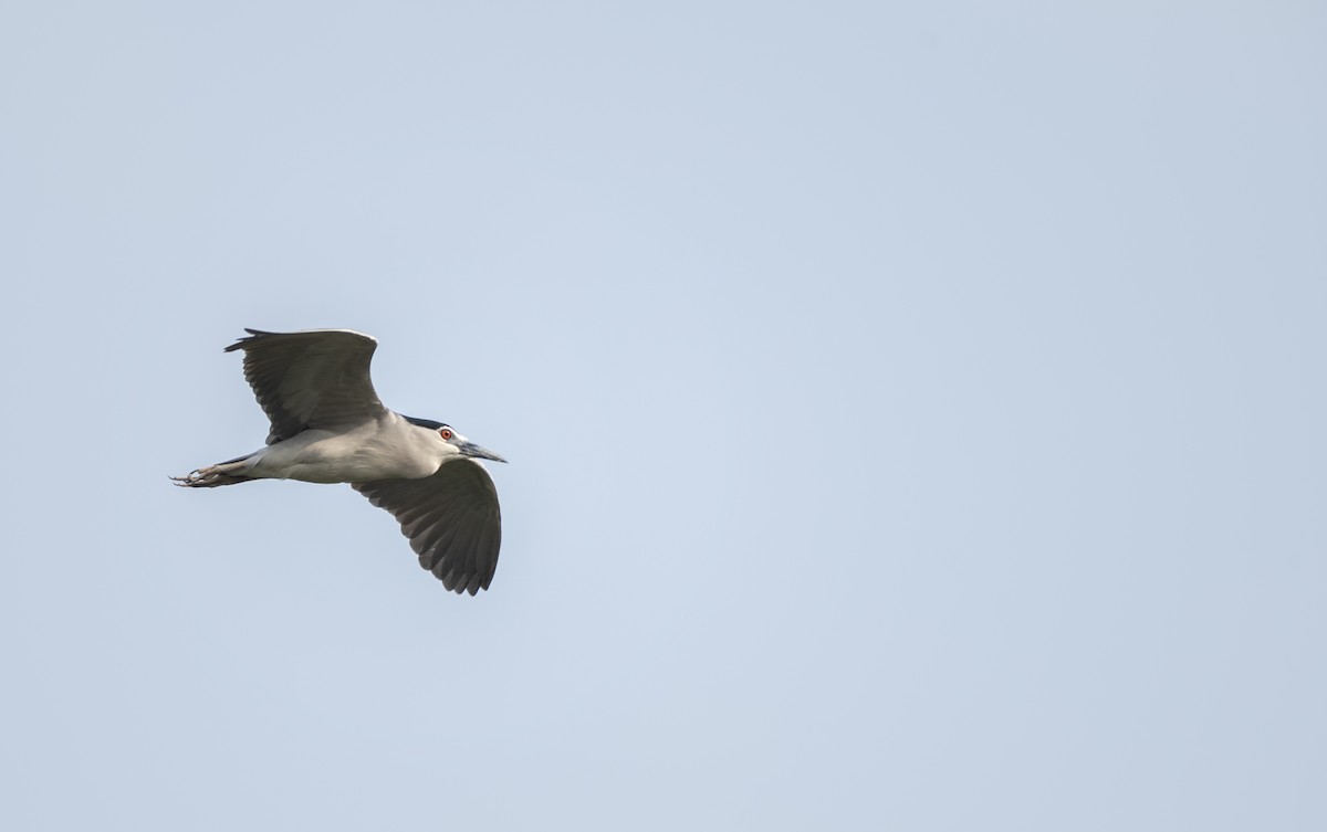 Black-crowned Night Heron - ML614926722