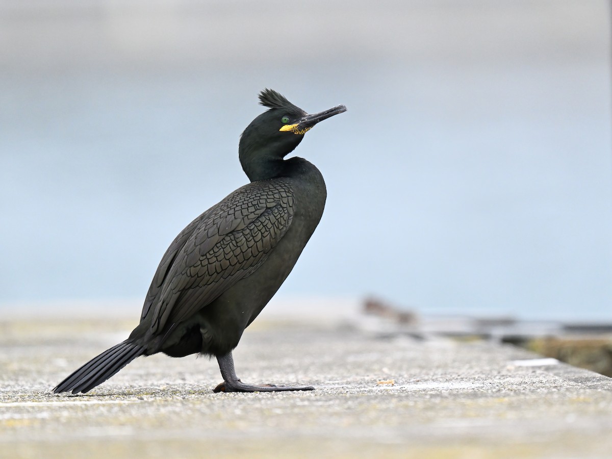 European Shag - Manuel Segura Herrero