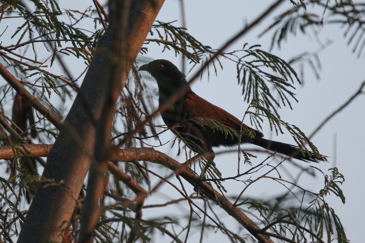 Greater Coucal - ML614926777